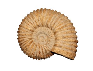 ammonites