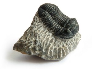 trilobite