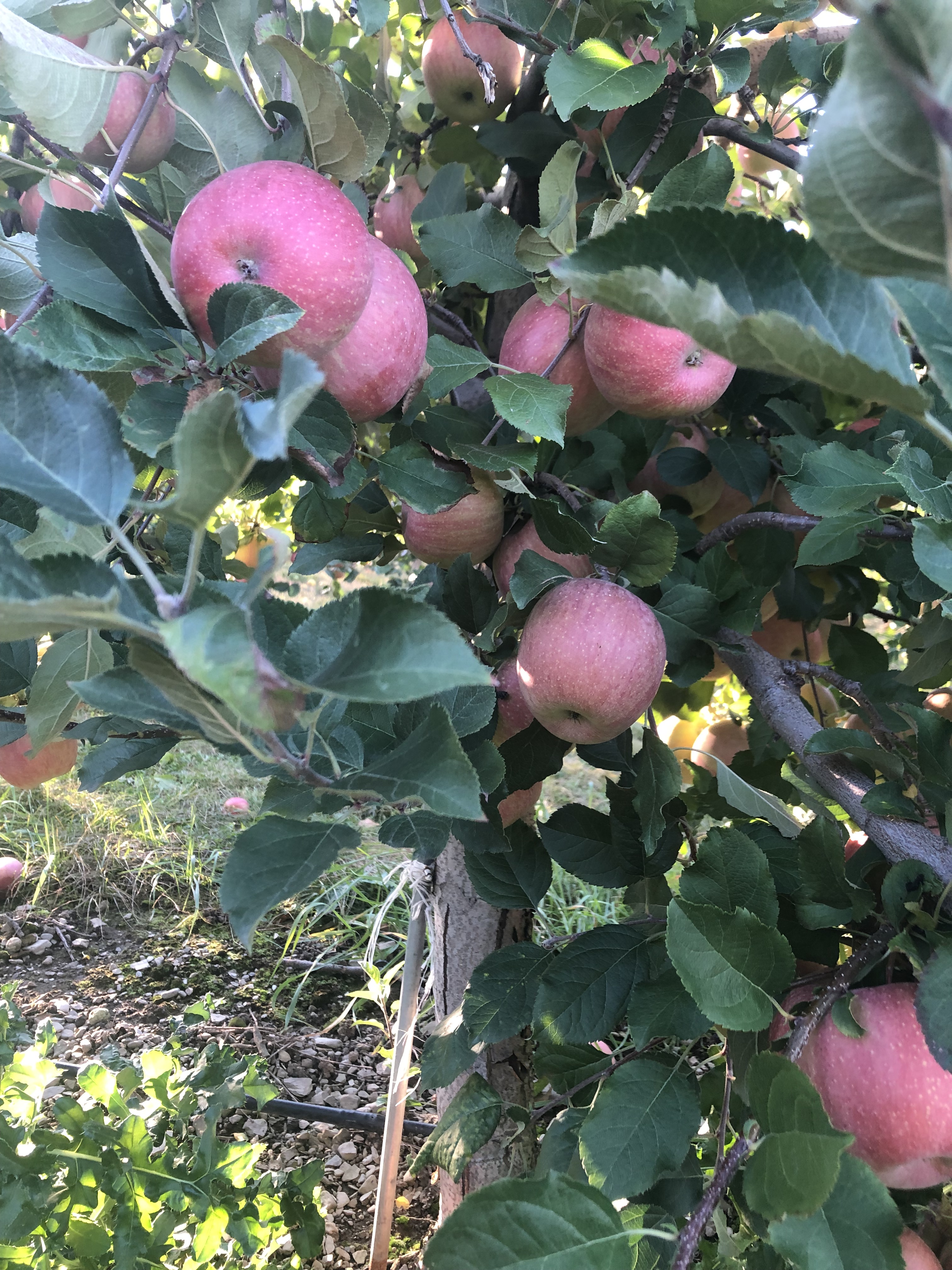 apple picking1.jpg